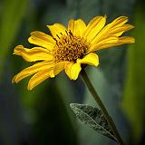 Yellow Flower_DSCF06545